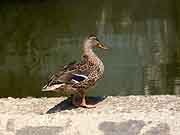 lamballe canard pres du pont calmet