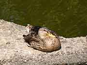 lamballe canard pres du pont calmet