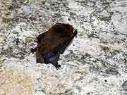 matignon chapelle saint-germain de la mer