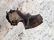 matignon chapelle saint-germain de la mer