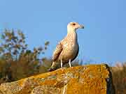 pres du chateau de fort la latte plevenon