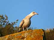 pres du chateau de fort la latte plevenon