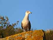 pres du chateau de fort la latte plevenon