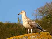 pres du chateau de fort la latte plevenon