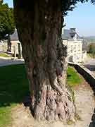 saint-alban arbre pres de l eglise saint-alban