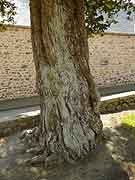saint-alban arbre pres de l eglise saint-alban