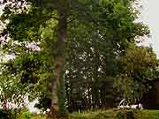 arbre pres de la chapelle saint-jean-baptiste et saint-antoine saint-jacut du mene