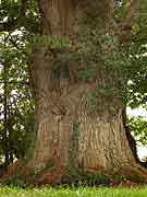 arbre pres de la chapelle saint-jean-baptiste et saint-antoine saint-jacut du mene