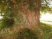 arbre pres de la chapelle saint-lunaire saint-lormel