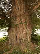 arbre pres de la chapelle saint-lunaire saint-lormel