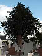 saint-mayeux arbre derriere pres eglise saint-mayeux