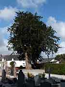 saint-mayeux arbre derriere pres eglise saint-mayeux