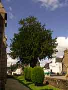 saint-mayeux arbre pres eglise saint-mayeux