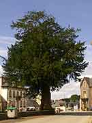 saint-mayeux arbre pres eglise saint-mayeux