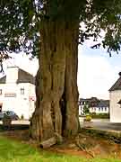 saint-mayeux arbre pres eglise saint-mayeux