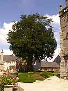 saint-mayeux arbre pres eglise saint-mayeux