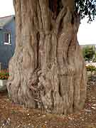 saint-mayeux arbre pres eglise saint-mayeux