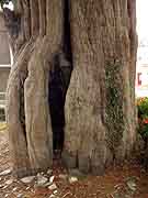 saint-mayeux arbre pres eglise saint-mayeux