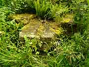 taden fontaine guillaume
