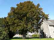 trebedan arbre pres de l eglise saint-germain