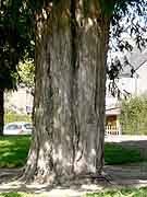 trebedan arbre pres de l eglise saint-germain