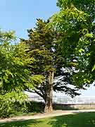 brest arbre du jardin du boulevard jean moulin