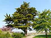 brest arbre du jardin du boulevard jean moulin