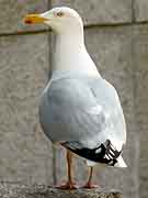 brest mouette pres du palais de justice