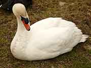 landerneau eglise saint-houardon