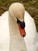 landerneau eglise saint-houardon