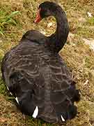 landerneau eglise saint-houardon