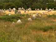 carnac alignements du menec a toul chignan