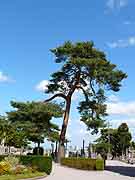 saint-brieuc arbre du cimetiere saint-michel